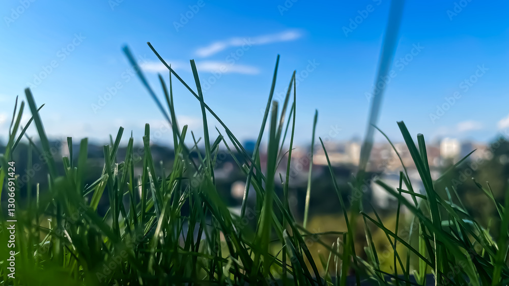 Obraz premium grass and blue sky