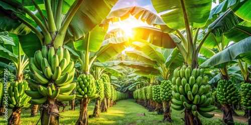 Wallpaper Mural Colorful bunches of green tropical banana plants growing together in a lush plantation with sunlight filtering through the leaves, tropical, plantation Torontodigital.ca
