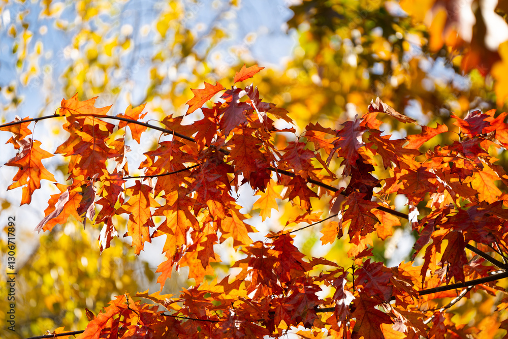 Beautiful bright fall tree with yellow leaves on a sunny autumn day. Autumn colors, nature concept Beautiful bright fall tree with yellow leaves on a sunny autumn day. Autumn colors, nature concept