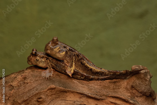 Two barred mudskipper fish resting on a rotten log stranded on the seashore. This fish, which is mostly done in the mud, has the scientific name Periophthalmus argentilineatus.