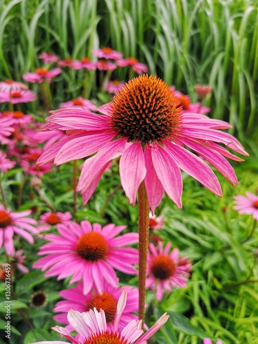 pink daisy flower