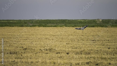 Beautiful crane bird in agriculture landscape, static view photo