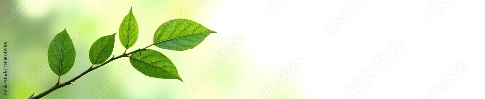 Naklejka premium Leafy branch isolated against stark white space, plants, natural colors