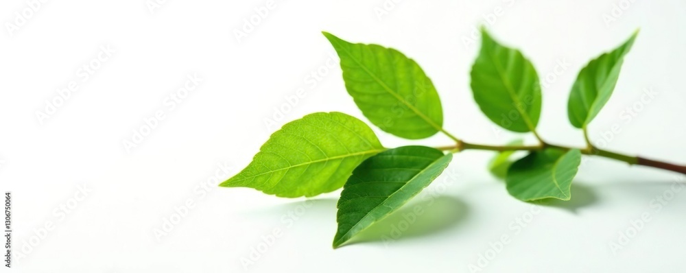 Fototapeta premium Leafy branch with single stem on white background, photography, isolated, botanical