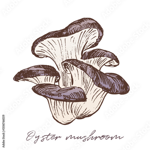 Oyster mushrooms sketch drawing, hand drawn vector illustration
