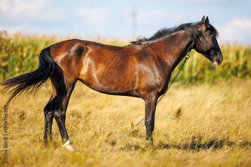 Fototapeta premium horse in the field