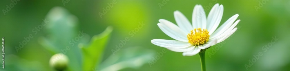 Fototapeta premium Delicate white flower petals surrounding a small isolated plant, single bloom, nature