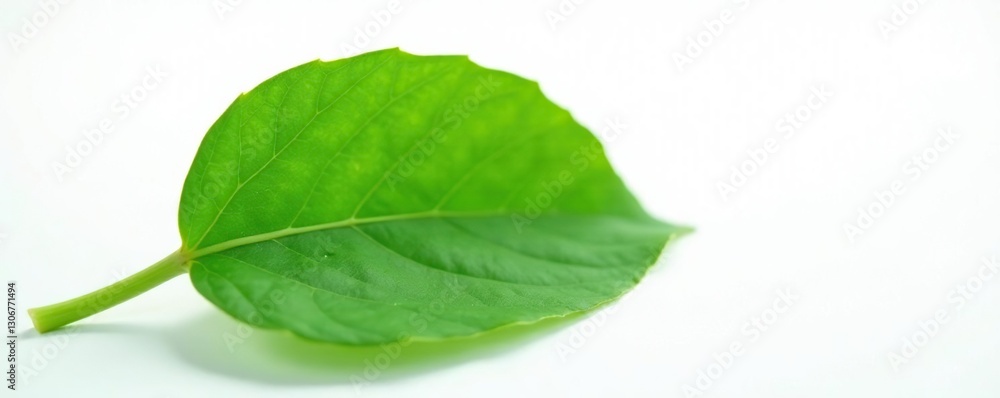 Fototapeta premium Leaf with veins and stem isolated on white surface, botany, isolated, plant