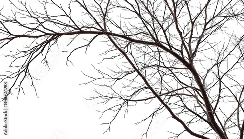 Intricate bare branches, stark white backdrop, bough, detail