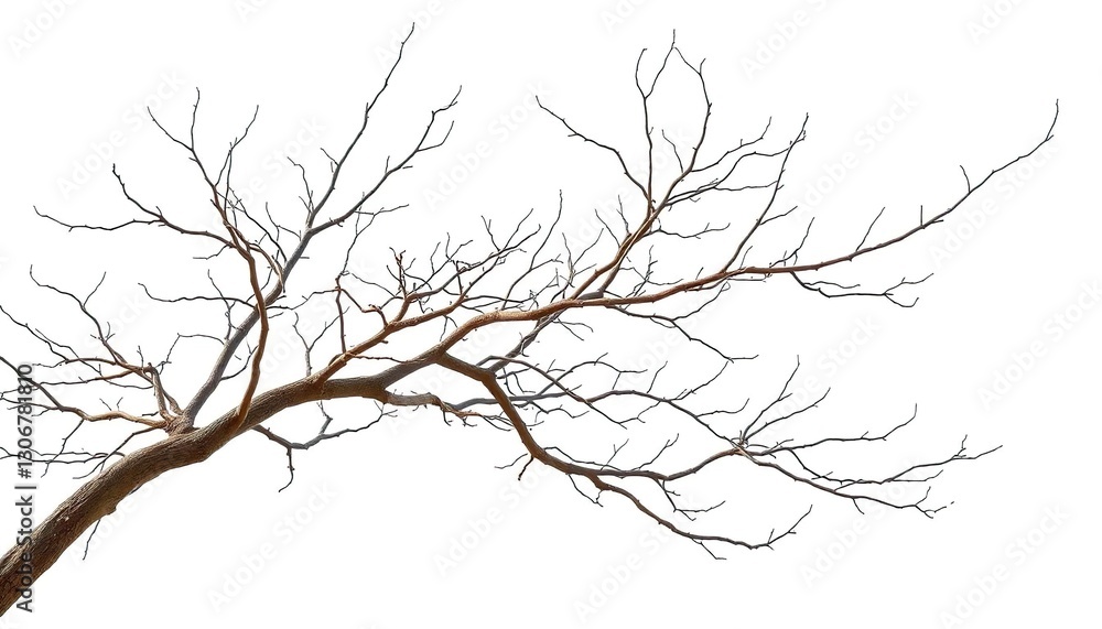 Bare, intricately branched tree limbs isolated against a pure white backdrop, monochrome, white background