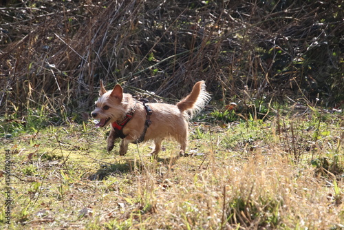 Dog running in the woods