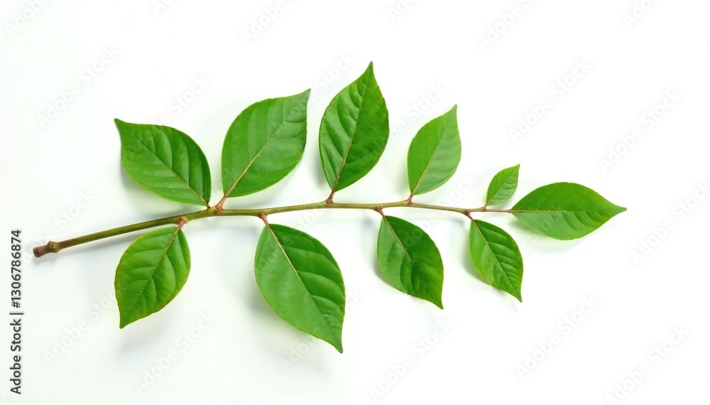 Leafy branch with branches and twigs on white background, branches, herbaceous, whitewash Leafy branch with branches and twigs on white background, branches, herbaceous, whitewash