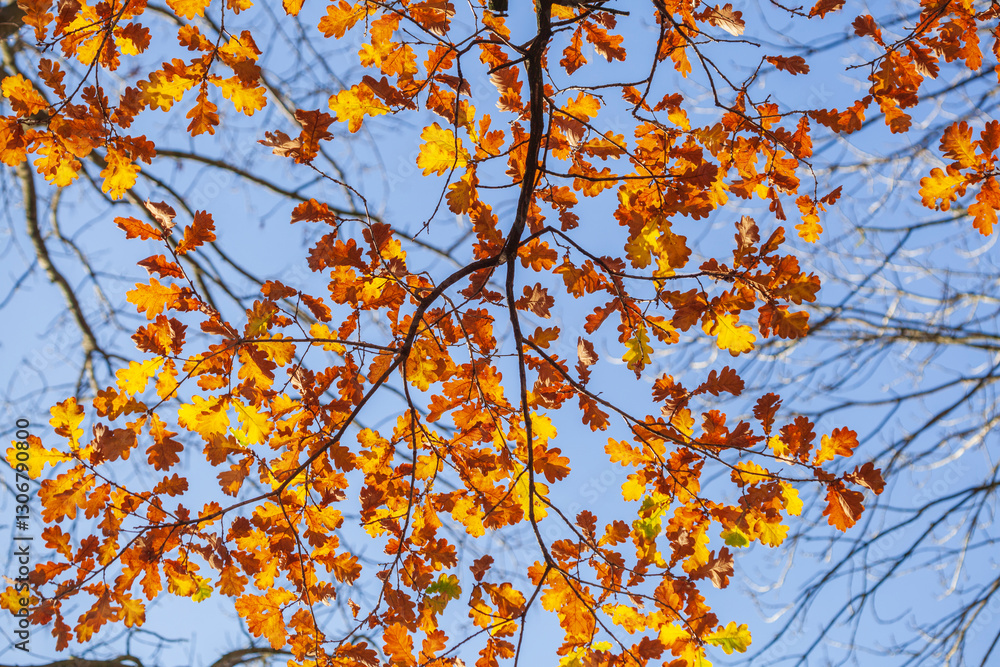 herbstlich bunt verfärbte Eichenblätter an Ästen, Deutschland herbstlich bunt verfärbte Eichenblätter an Ästen, Deutschland