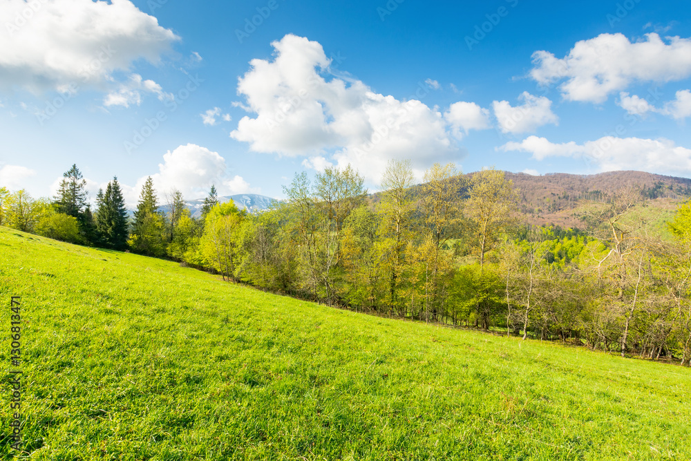 mountain meadow in forenoon light. picturesque travel destination. countryside springtime landscape with forest on the grassy hill. fluffy clouds on blue sky. nature freshness concept. carpathian alps