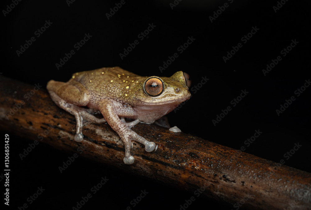 Obraz premium Raorchestes flaviventris against dark background in the Western Ghats side view