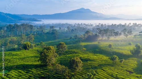 Lush Green Tea Plantation Surrounded by Misty Mountains