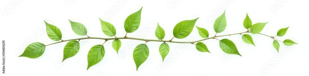 leafy branch with small leaves isolated on white, garden, botanical, single leafy branch with small leaves isolated on white, garden, botanical, single