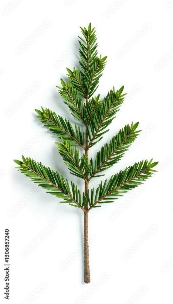 Simple white background with a single isolated tree branch, nature, conifer Simple white background with a single isolated tree branch, nature, conifer