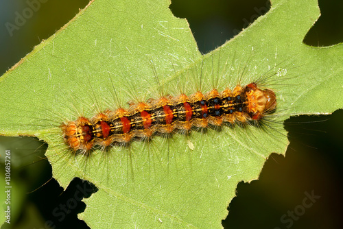 Canvas Print Caterpillar of Spongy moth,  Lymantria dispar