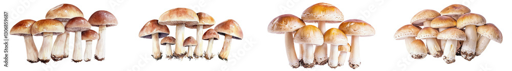 Assortment of edible wild mushrooms growing on the forest floor in a natural woodland setting Closeup view of various mushroom varieties with different sizes shapes and colors Assortment of edible wild mushrooms growing on the forest floor in a natural woodland setting Closeup view of various mushroom varieties with different sizes shapes and colors