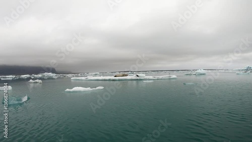 Icelandic seal relaxing on iceberg, in Jokusarlon lagoon, view from a boat, Iceland photo