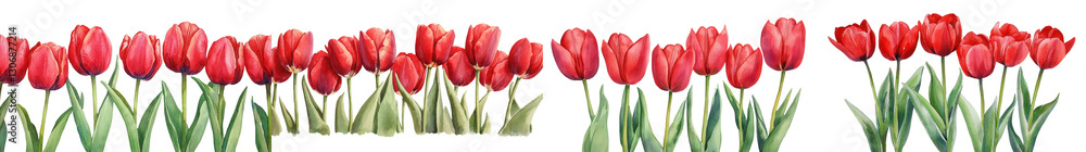 Vibrant red tulips in full bloom growing in a lush green garden field  Beautifully contrasting petals against the natural foliage background creating a stunning floral display