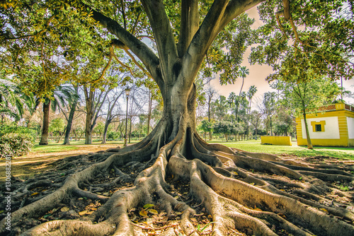 árbol con raíces grandes