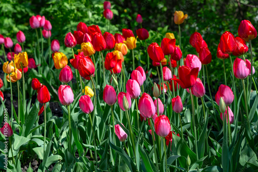 Buds of blooming multicolored tulips Buds of blooming multicolored tulips