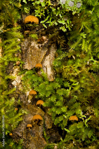 moss covered bark of a tree with several tiny Mycena corticola mushroom growing on it. Sardinia. Italy photo