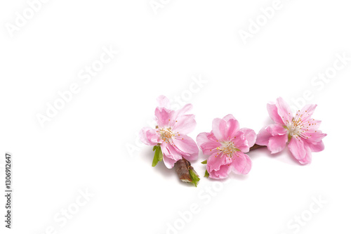 Cherry blossom isolated on white background. Sign of spring. Copy space.