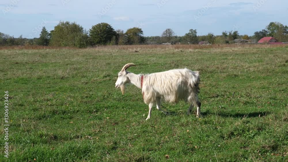 Goats graze on the meadow. Agriculture. Care of goats. Goats graze on the meadow. Agriculture. Care of goats.