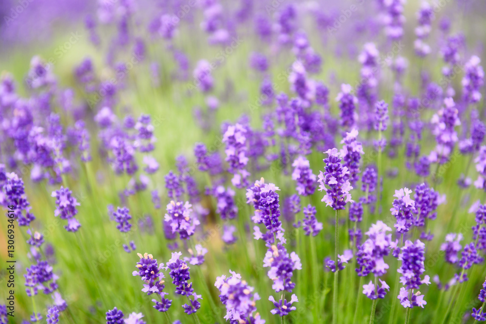 Obraz premium 紫色に染まるらベンダーの花