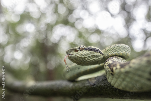 Photography Malabar Pit Viper wide angle macro photograph with habitat in background