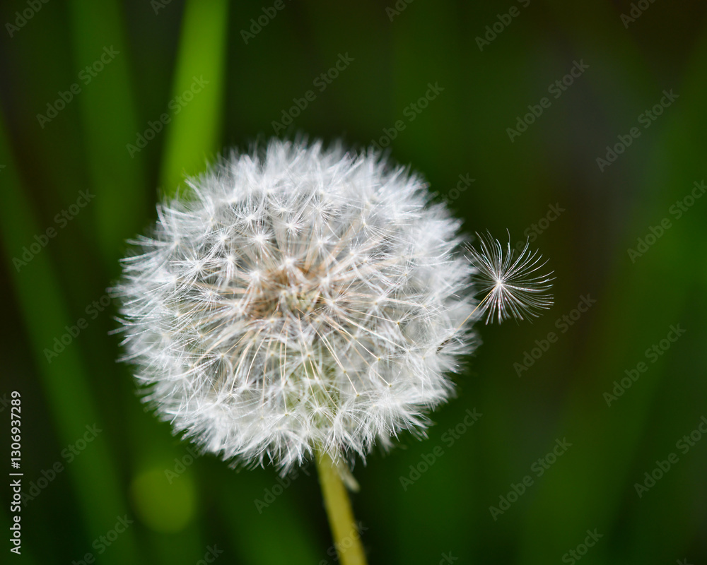 Obraz premium タンポポの綿帽子