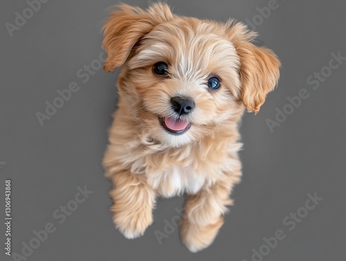 Happy Puppy Posing on Gray Background photo