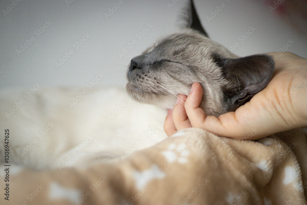 A person gently stroking a calm cat, creating a peaceful and affectionate atmosphere. A person gently stroking a calm cat, creating a peaceful and affectionate atmosphere.
