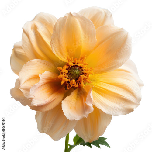 Soft Peach Flower Bloom with Delicate Petals and Textured Center Ideal for Nature and Floral Photography Projects