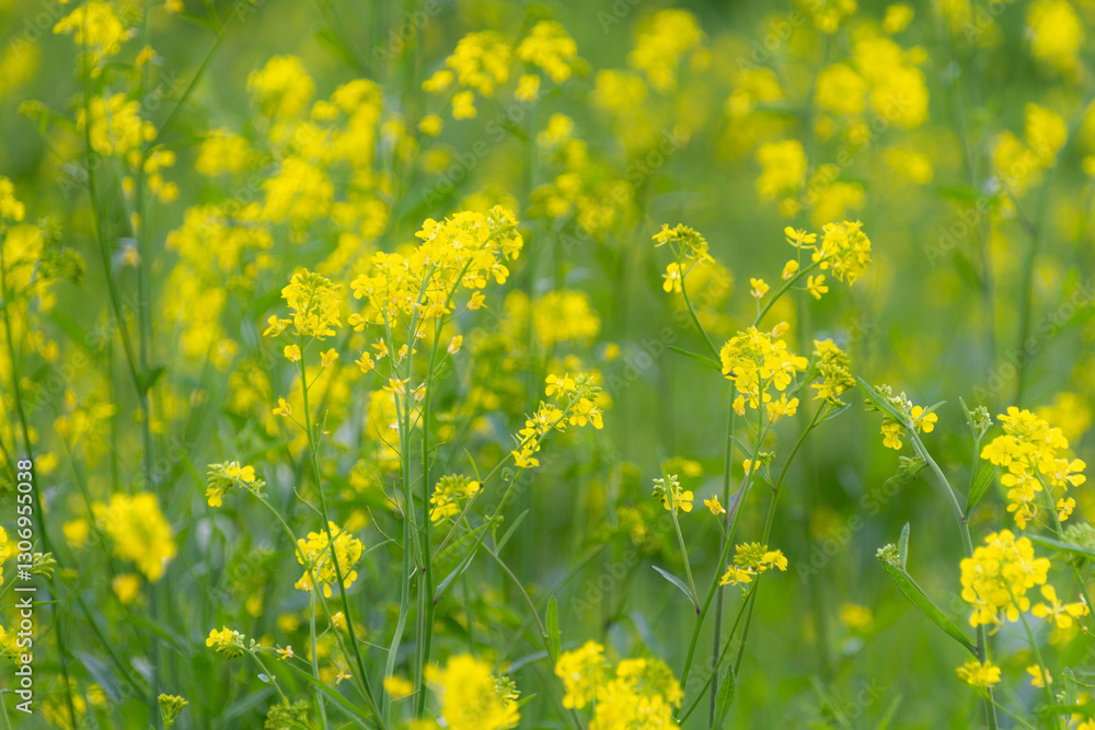 菜の花 菜の花