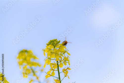 青空と菜の花とミツバチ