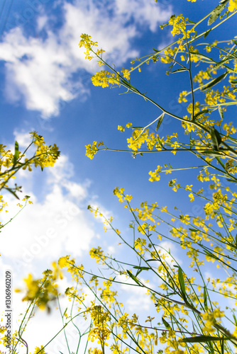 菜の花と青空