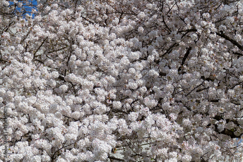 満開の桜