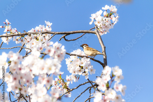 桜とスズメ