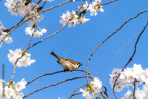 桜とスズメ