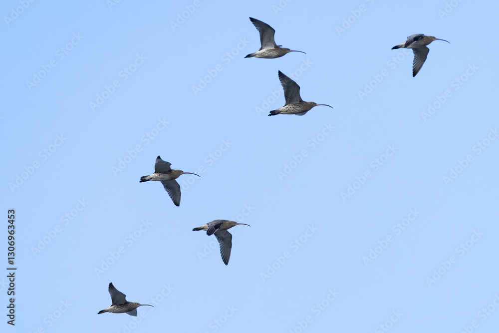 A flock of eurasian curlew (numenius arquata) in flight A flock of eurasian curlew (numenius arquata) in flight
