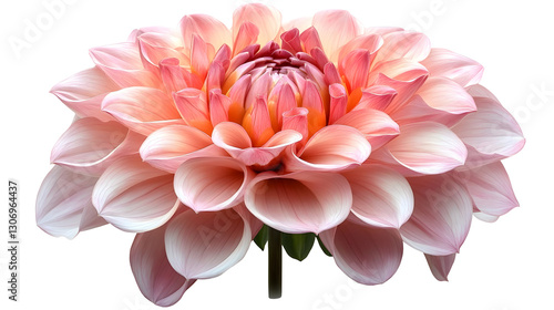 Pink Dahlia Blooms Elegantly, Isolated on White Background