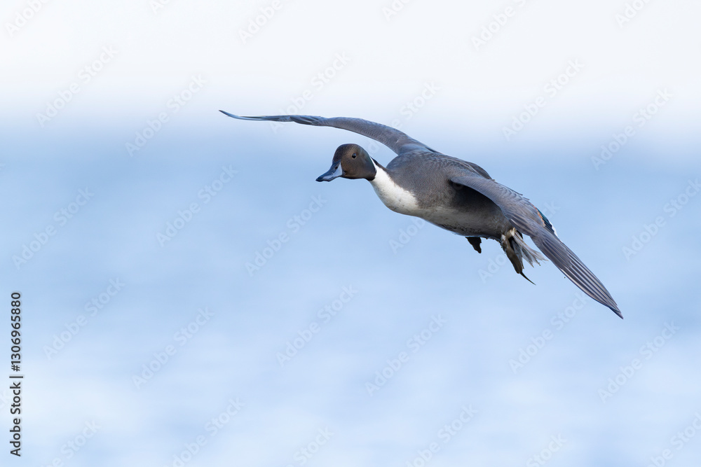 Adult male northern pintail (anas acuta) in flight Adult male northern pintail (anas acuta) in flight