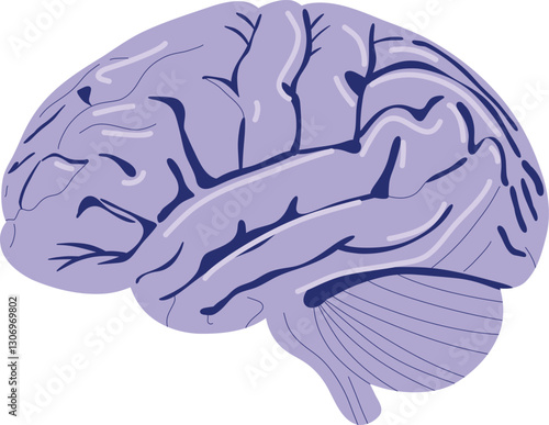 Brain