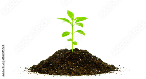 Wallpaper Mural Young plant sprouting from soil on white background Torontodigital.ca