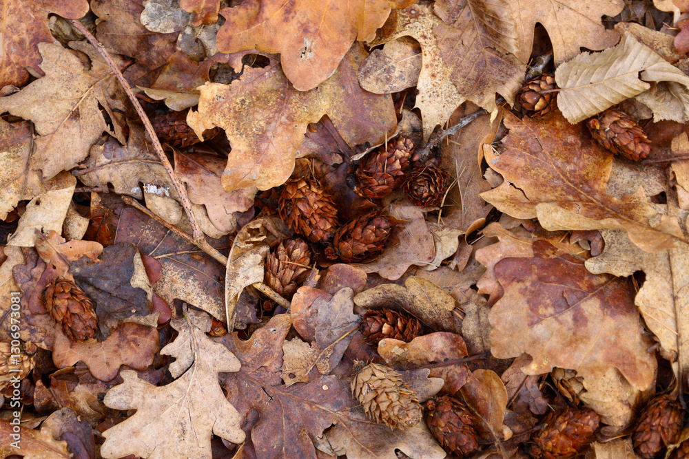 The photograph shows a close-up of fallen oak leaves and cones on a forest floor. The leaves have various shades of brown and orange, with characteristic lobed edges. The photograph shows a close-up of fallen oak leaves and cones on a forest floor. The leaves have various shades of brown and orange, with characteristic lobed edges.