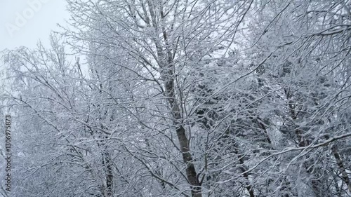 Wallpaper Mural Snow-covered trees floating past a train or car window. Suitable for articles about winter travel, advertising of railway or bus tours related to nature. Winter travel. Snow-white landscape. Torontodigital.ca